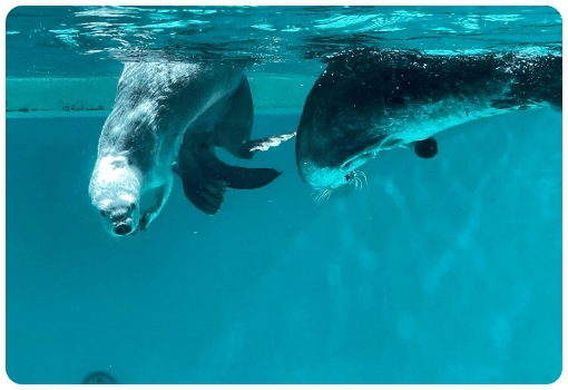 鳥羽水族館の水槽を泳ぐアシカ