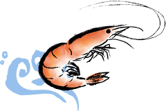 エビイラスト